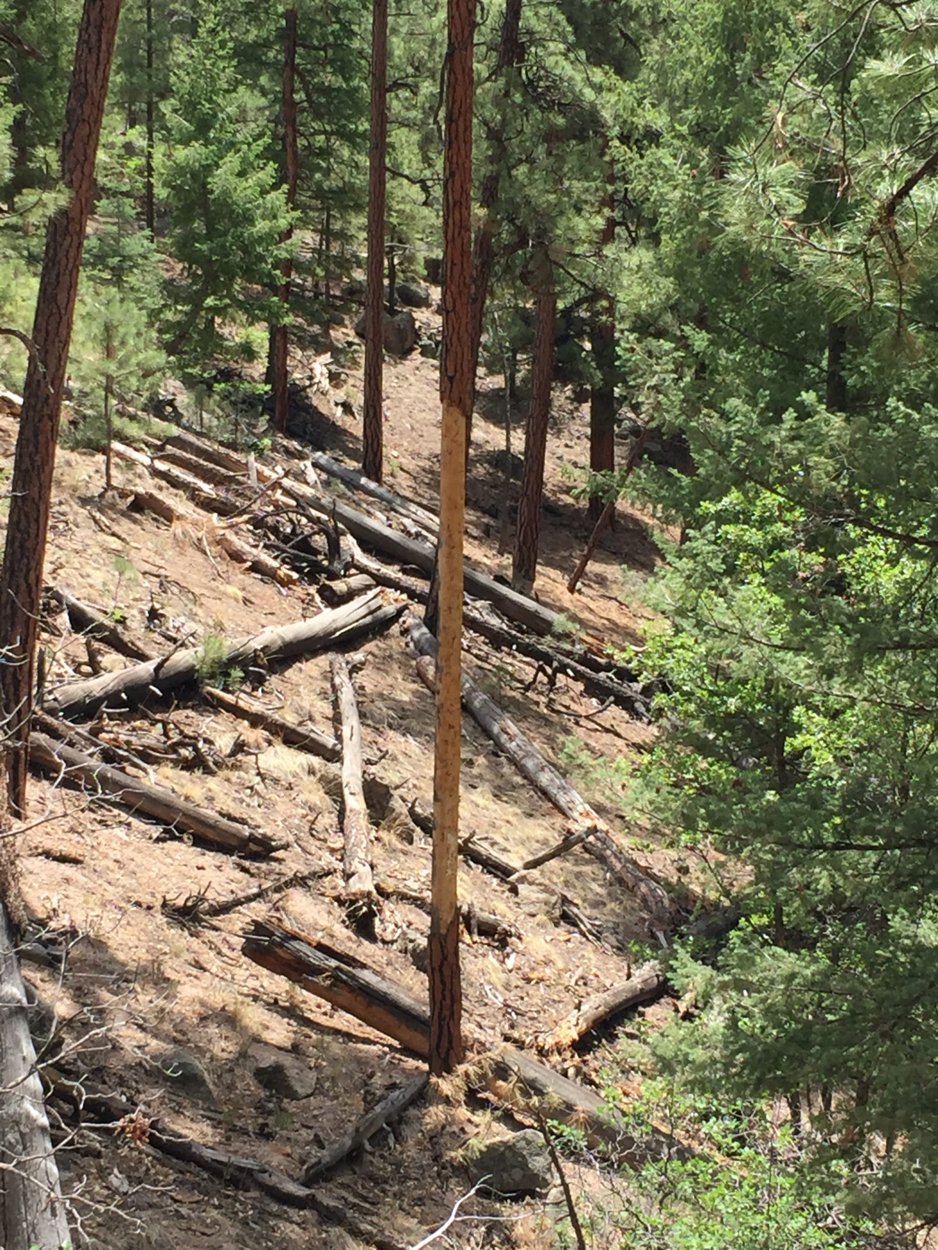photo of some trees on a hillside